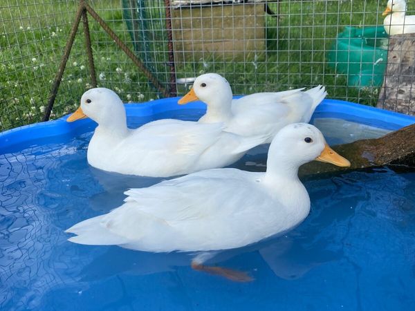 Call ducks - Main image