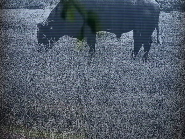 Beef cattle - Main image