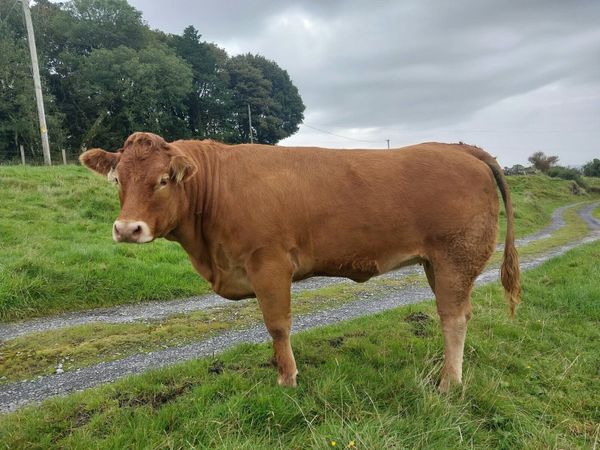 3 Heifers for Ballymote Mart - Main image