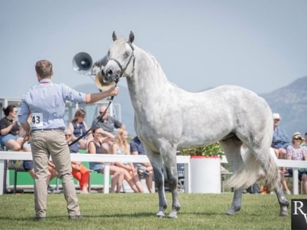 Class 1 stallion for sale - Main image