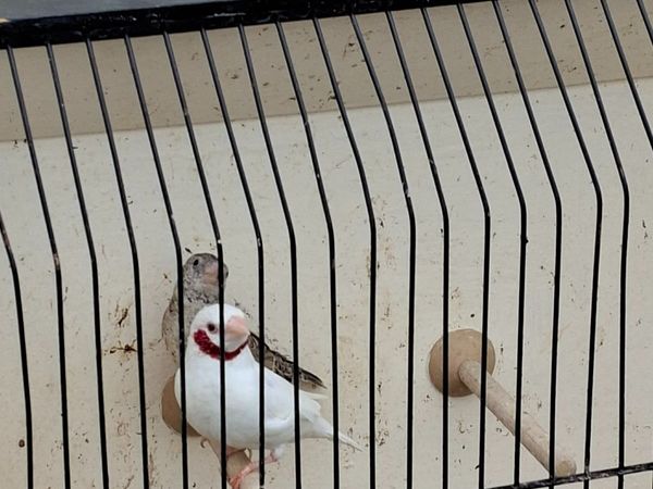 Birds - Main image
