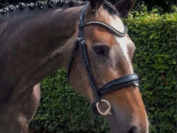 Beautiful 5YO mare inside and out - Main image
