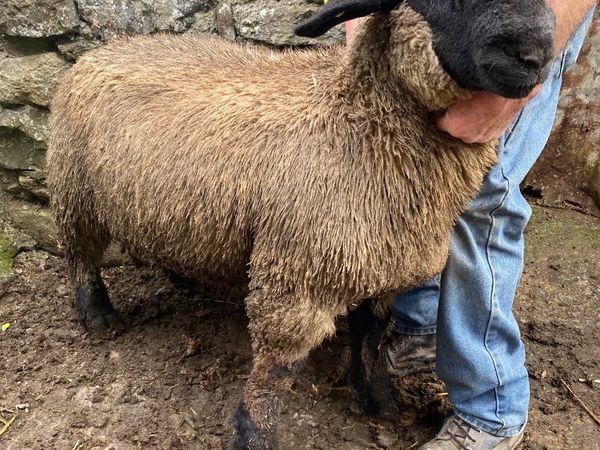 Suffolk ram lambs - Main image