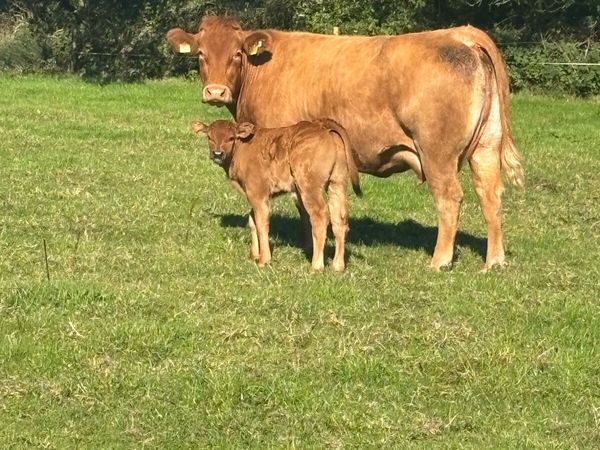Suckler cow with bull calf at foot - Main image