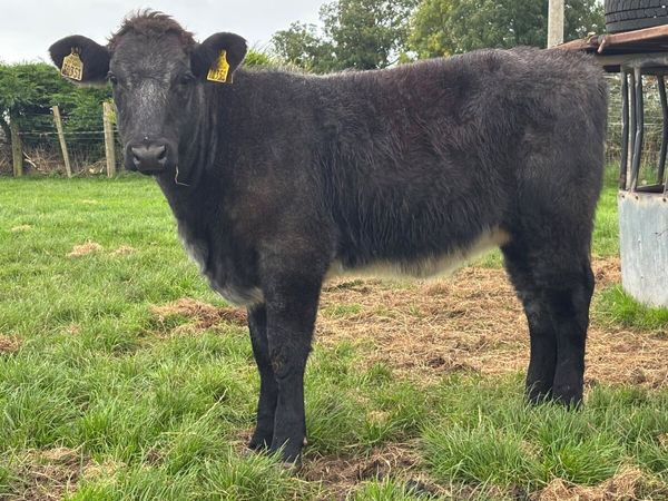 5⭐️ Genotyped Shorthorn Heifer Wealing ⭐️ - Main image