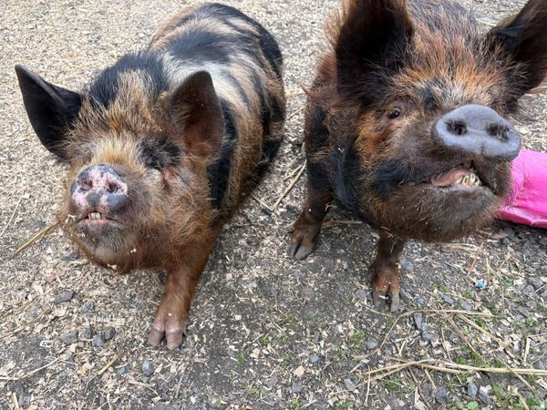 KuneKune females – Ada & Sissy - Main image