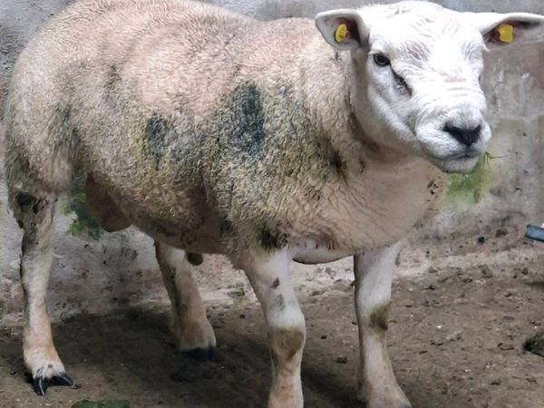 Hogget ram - Main image