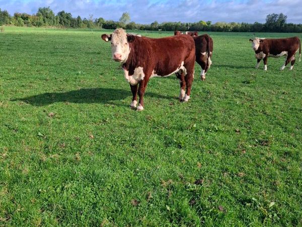 Purebred Incalf Hereford heifers - Main image
