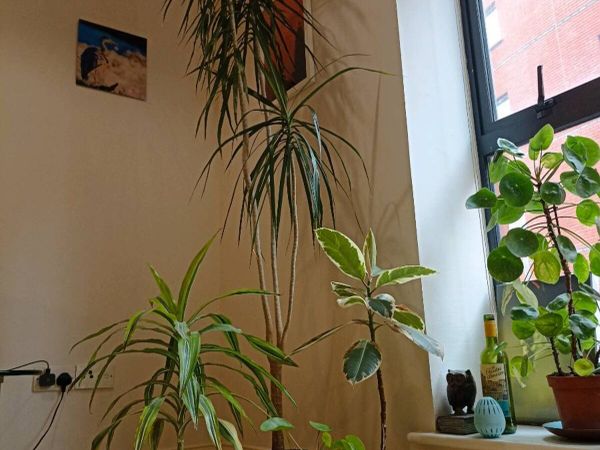House plants - Main image