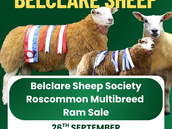 Belclare Ram Sheep Sale - Main image