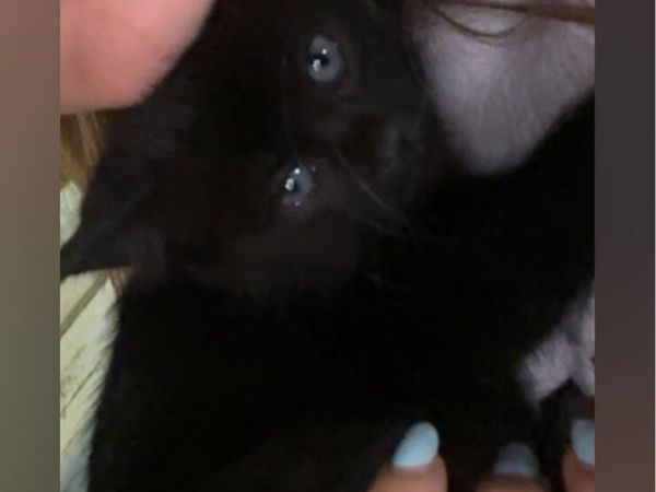 Kittens - Main image