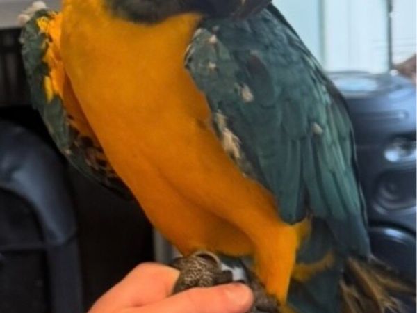 Macaw parrot Male - Main image