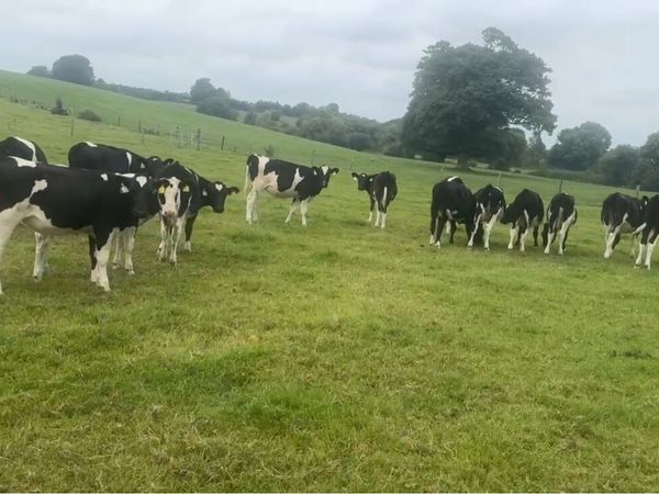friesian calves - Main image