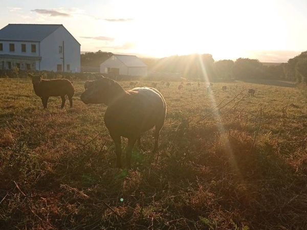Organic or in conversion ewes wanted - Main image