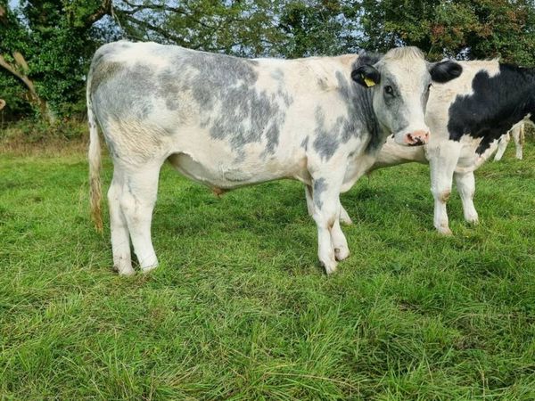 Forward store cattle - Main image