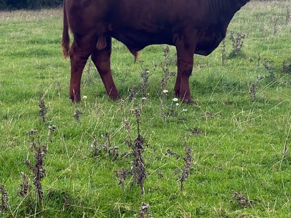 limousine weanling - Main image