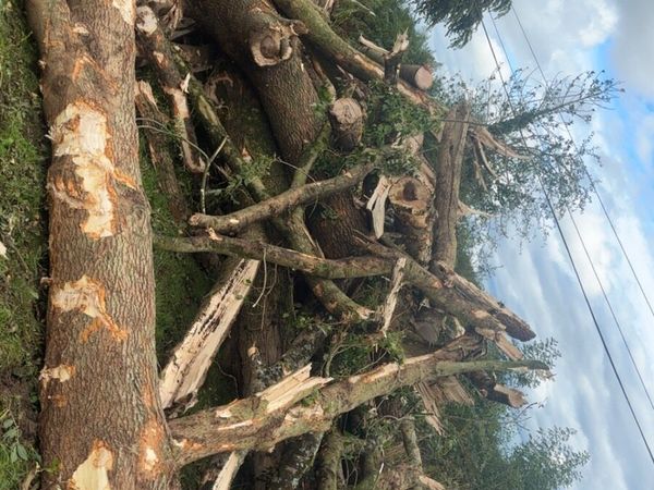 Timber/firewood - Main image