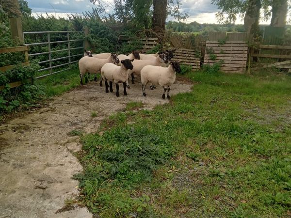 Suffolk Blue Leicester type Hogget ewes - Main image