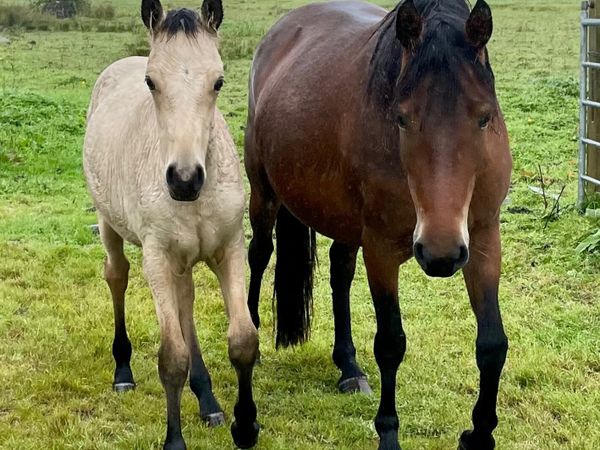 Registered Connemara colt foal - Main image