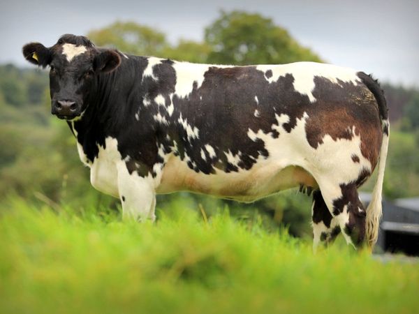 In-Calf Heifers for Balla Mart - Main image