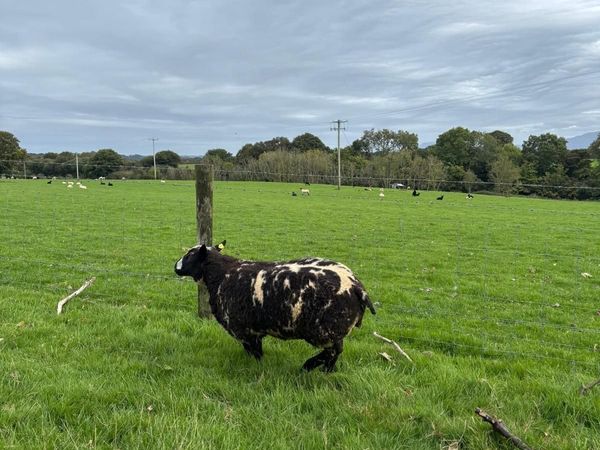 Pedigree Spotted Dutch Sheep - Main image