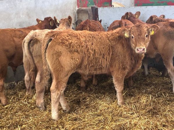 Charolais & Limousin Bull Weanlings - Main image
