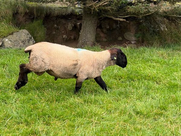 Pedigree Suffolk - Main image