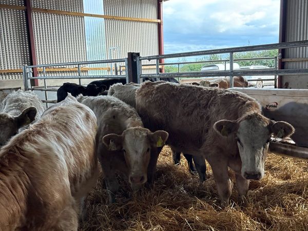 8 super 260kg suckler bred heifers - Main image