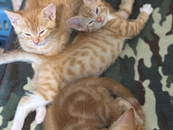 Ginger Kittens - Main image