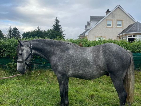 3 y/o Gelding - Main image