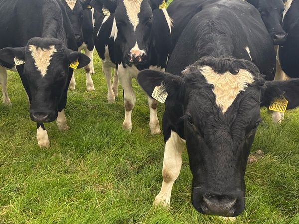 Friesian Store Bullocks - Main image
