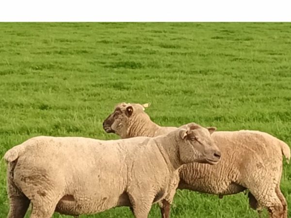 Vendeen Rams - Main image