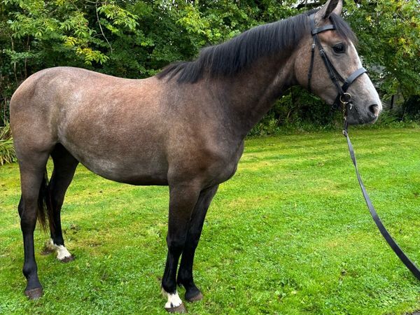 2yo filly Lot 7 Cavan - Main image