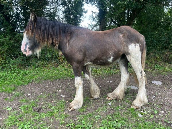 Filly - Main image