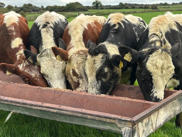 5 Irish Moiled Bullocks - Main image