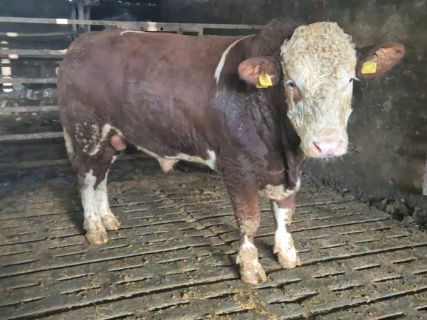 Pedigree Simmental Bulls - Main image