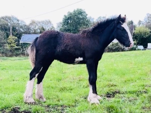 Colt foal - Main image