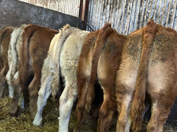 Super continental heifer weanlings - Main image