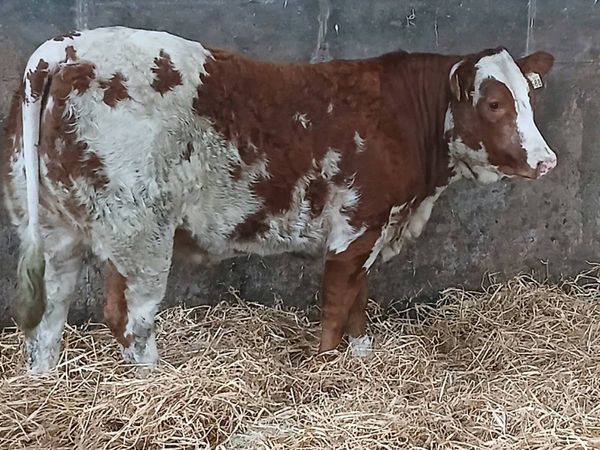 1 Show 5 🌟🌟🌟🌟🌟  LMX Heifer for sale. - Main image