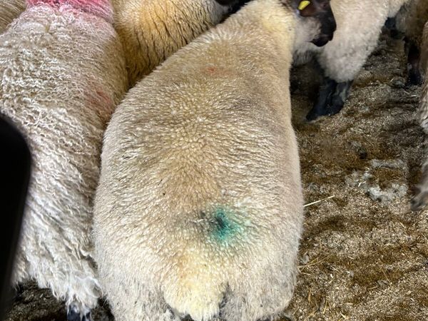 Ewe lambs - Main image
