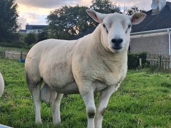 PBNR Texel Hogget Ram - Main image