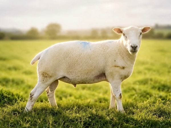 Easy Care Hogget Ram For Sale - Main image