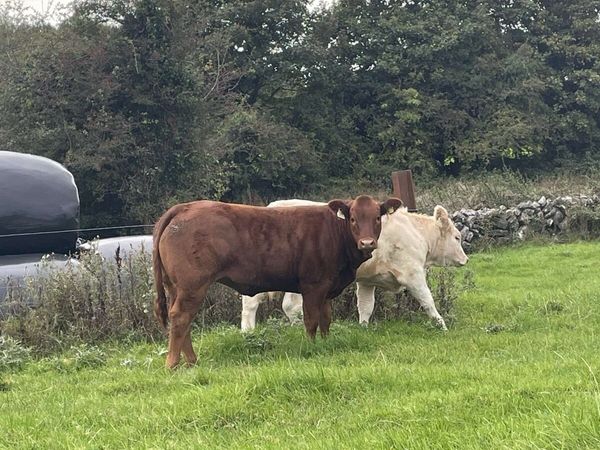 Show calf’s for sale - Main image