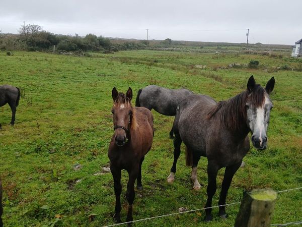 Filly foal - Main image