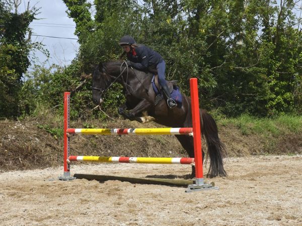 Lovely Black Mare - Main image