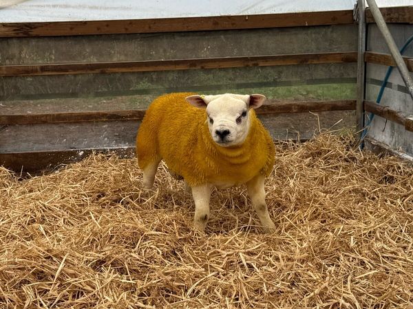 Pedigree Texel ram lambs - Main image