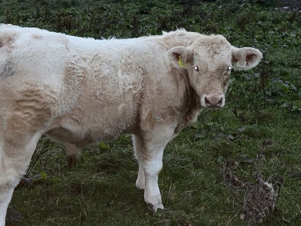 Purebred Charolais - Main image