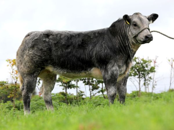 Tateetra & Rathmore Farm Weanling Heifers - Main image