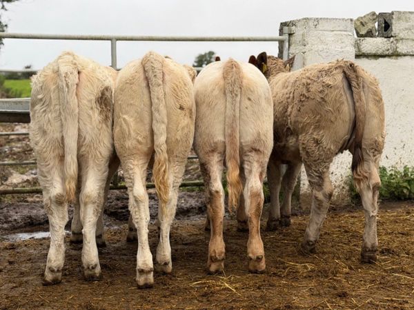 ⭐️4 Super Charlois heifer weanlings⭐️ - Main image