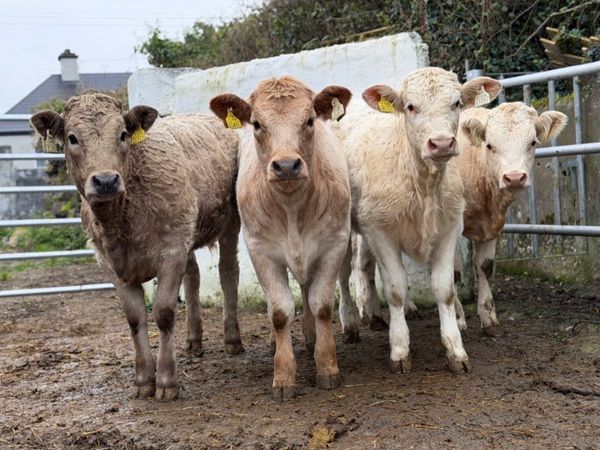 ⭐️4 Super Charlois heifer weanlings⭐️ - Main image